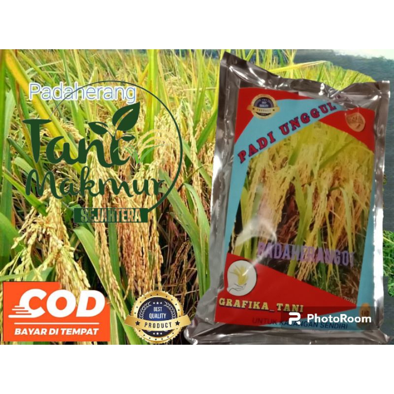 BENIH PADI UNGGUL PADAHERANG 01 SUPER PREMIUM 1KG