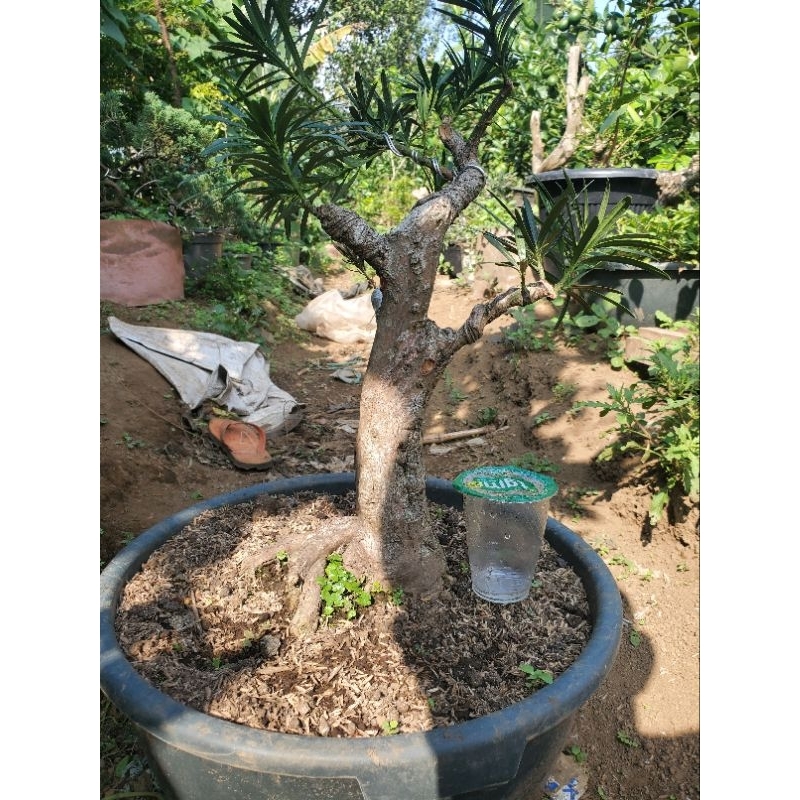 Bahan Bonsai Lohansung Lidah Burung