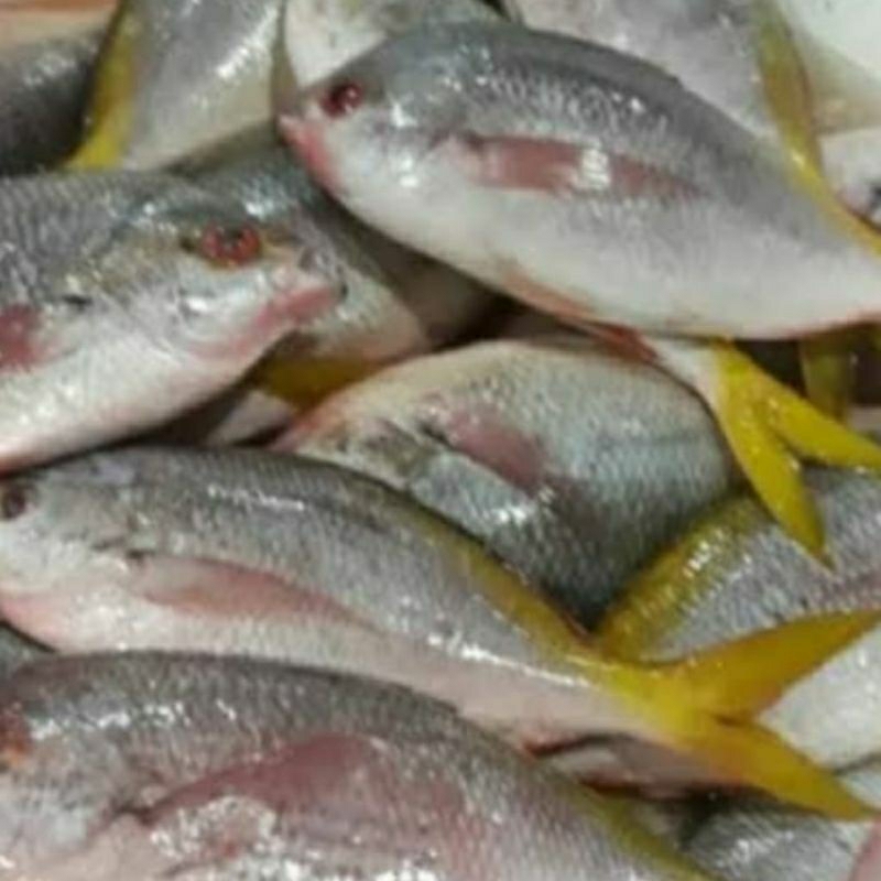

(Pesan malam / H-1) Ikan ekor kuning segar