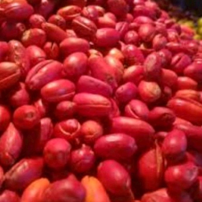 

kulit melinjo segar 1KG dari petani langsung/satu kilo