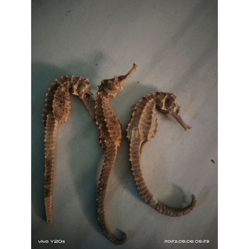 Kuda Laut Super ukuran Super  Besar Kering Asli dari laut