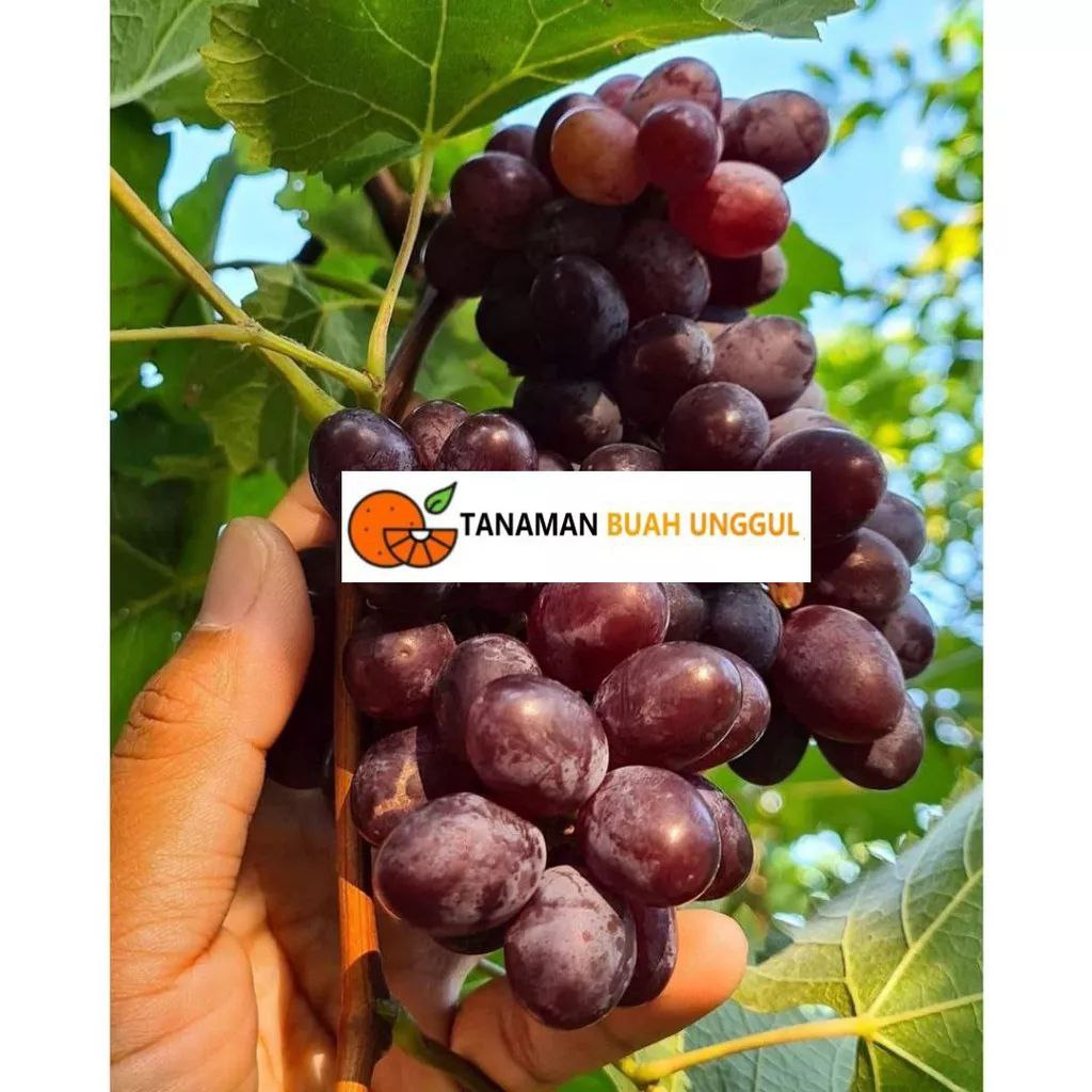 Bibit Anggur Import Jupiter Super Asli Grafting