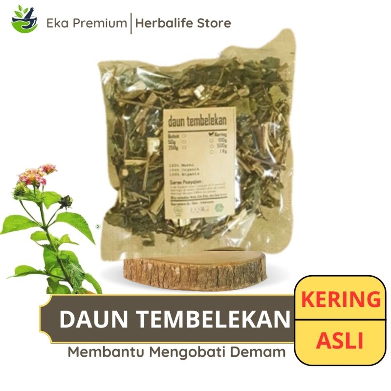 

DAUN TEMBELEKAN KERING Ramuan Rempah Herbal Murni Jamu Minuman Alami Tradisional Simplisia Lantana Camara