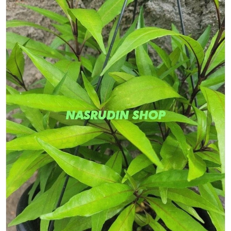 

[Fresh] BIBIT GANDARUSA SIAP TANAM / BIBIT STEK GANDARUSA / Justicia gendarussa