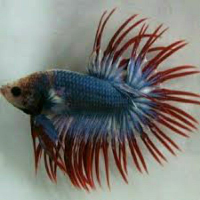 cupang ct maskot uk m-L