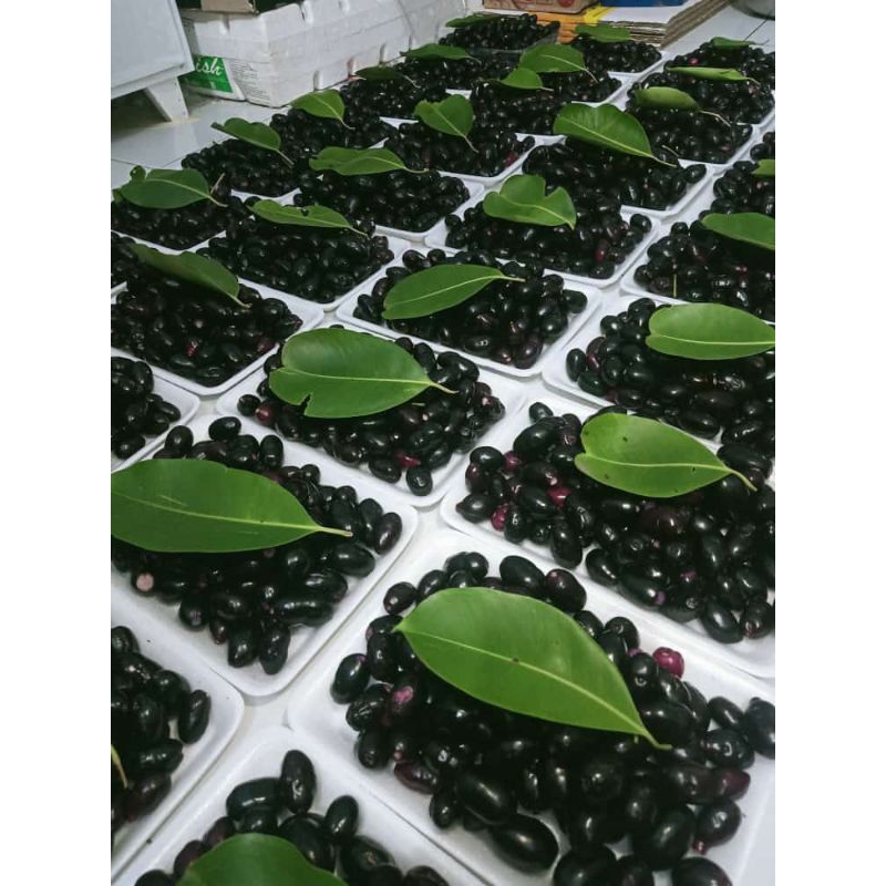 

READY JUWET 500GR MALANG MURAH GRATIS ONGKIR