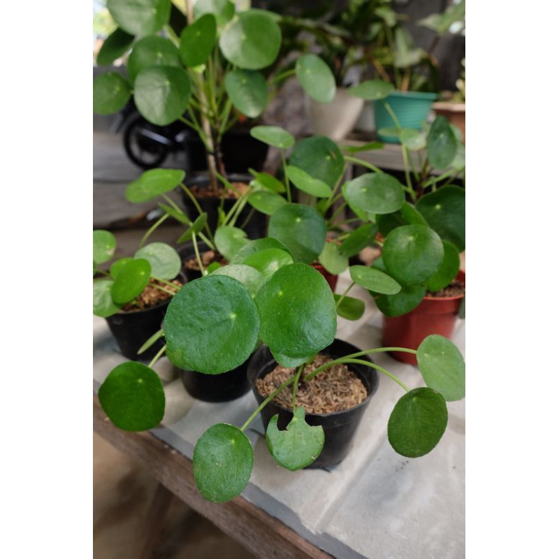 pilea peperomiodes