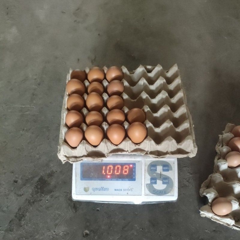 

telur horen fress