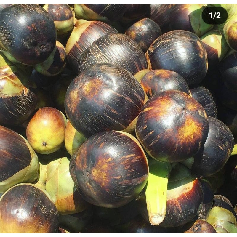 SIWALAN ATAU BUAH LONTAR KHAS TUBAN HARGA 1 BIJI ISI 3 DIDALAMNYA