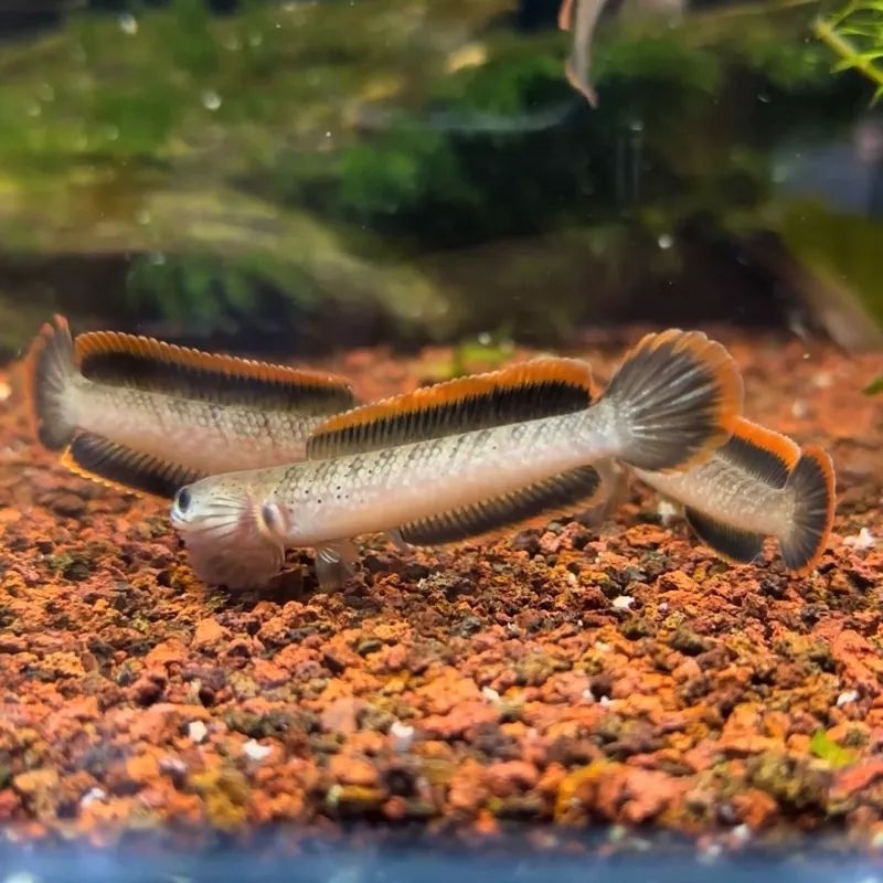 free pelet premium red C.H.A.N.A Limbata Lawu CB Rim Tebal(Captive breed) 5-6cm