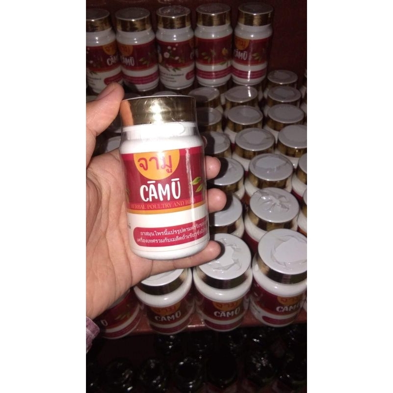 CAMU PIL PERKUTUT GACOR, PENGGACOR BURUNG, SEHAT