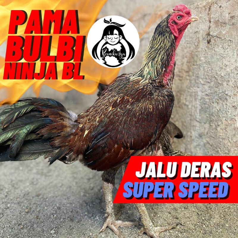 Telur fertil telur tetas Ayam Pama Bulbi Ninja BL