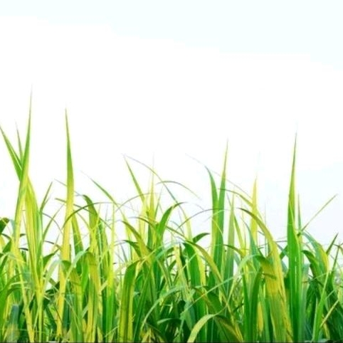 

100gram daun tebu segar