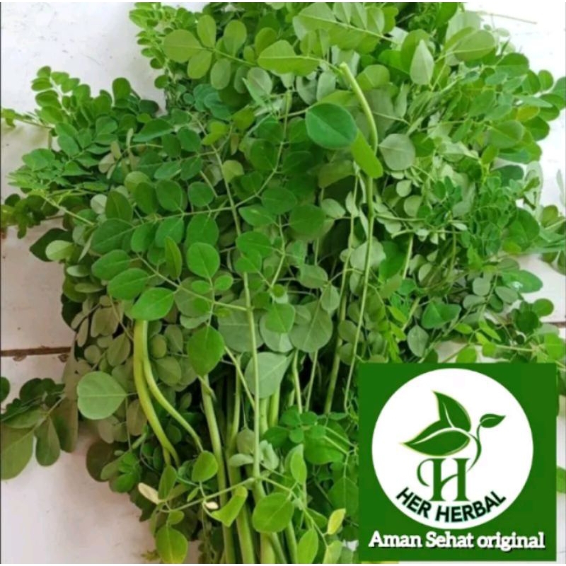 

Daun kelor segar fresh petik langsung 1 kg