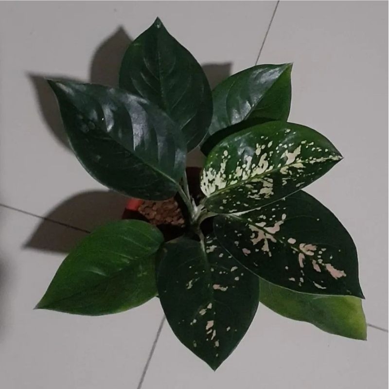 Aglonema Suksom White Mutasi Tanaman Hias Aglonema Aglaonema Suksom White Murah BUKAN BONGGOL / Aglo
