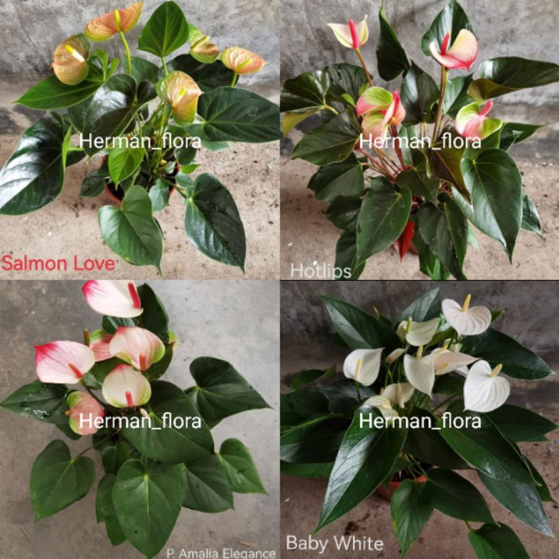 Bibit tanaman hias anthurium bunga mix // anthurium