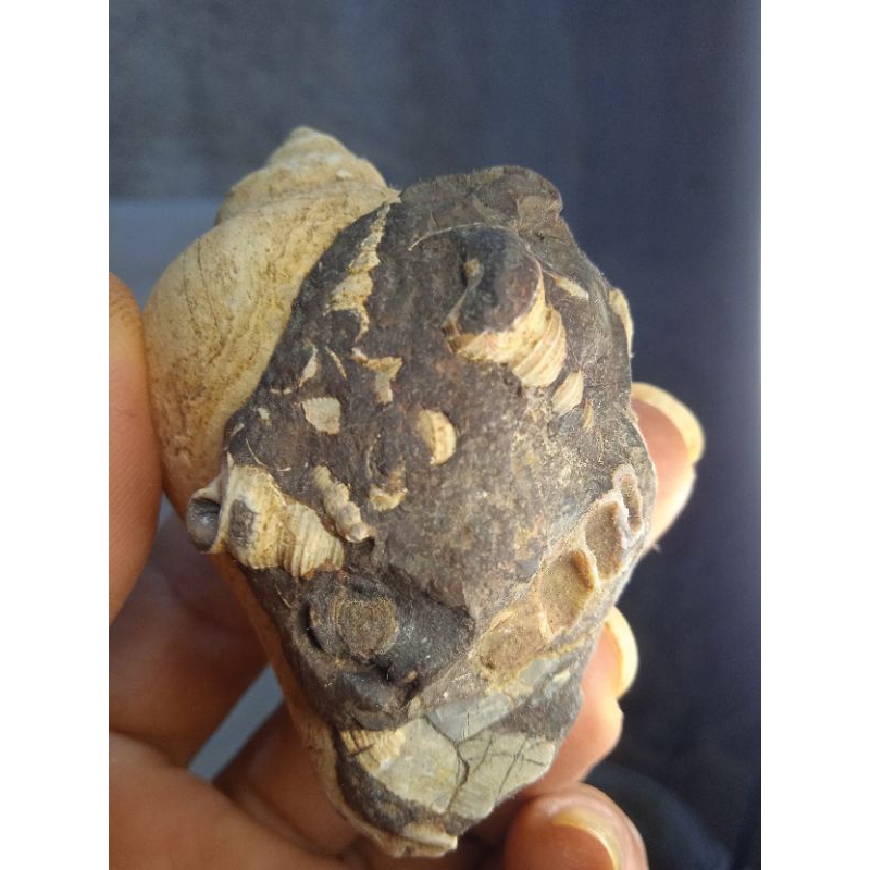 istimewa sekumpulan fosil keong kecil di dalam fosil keong besar
