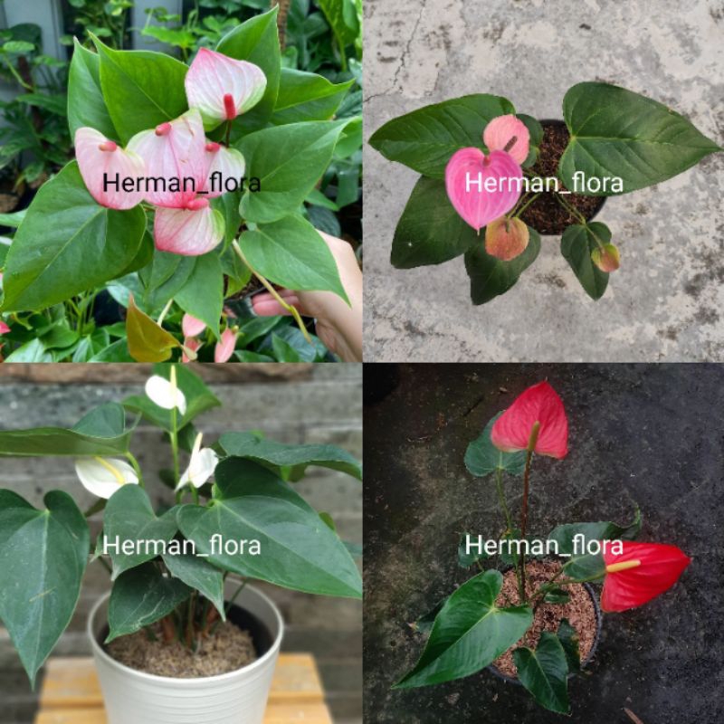 Bibit tanaman hias anthurium bunga mix // anthurium bunga