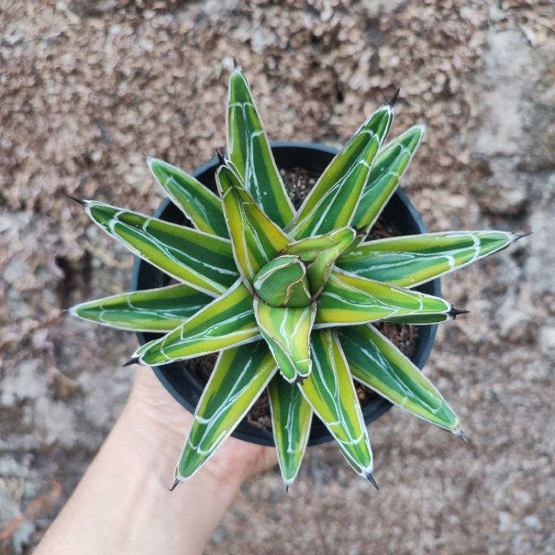 Agave Victoria Variegated Yellow | DP 10 Cm | Agave