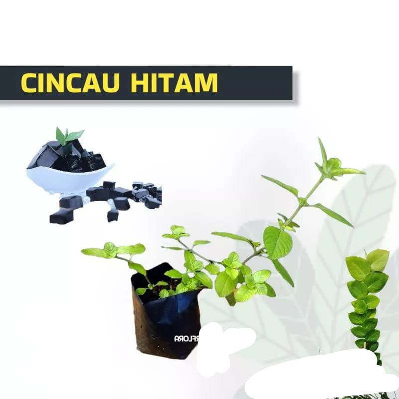 TANAMAN CINCAU HITAM