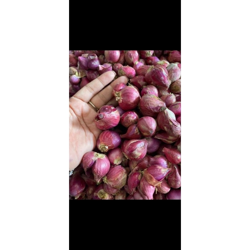 

bawang merah super promo
