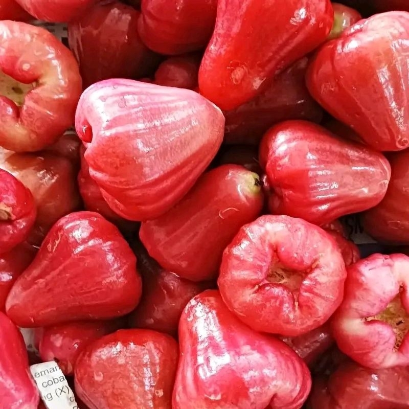 

Jambu air Citra