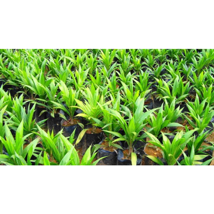 bibit sawit simalungun