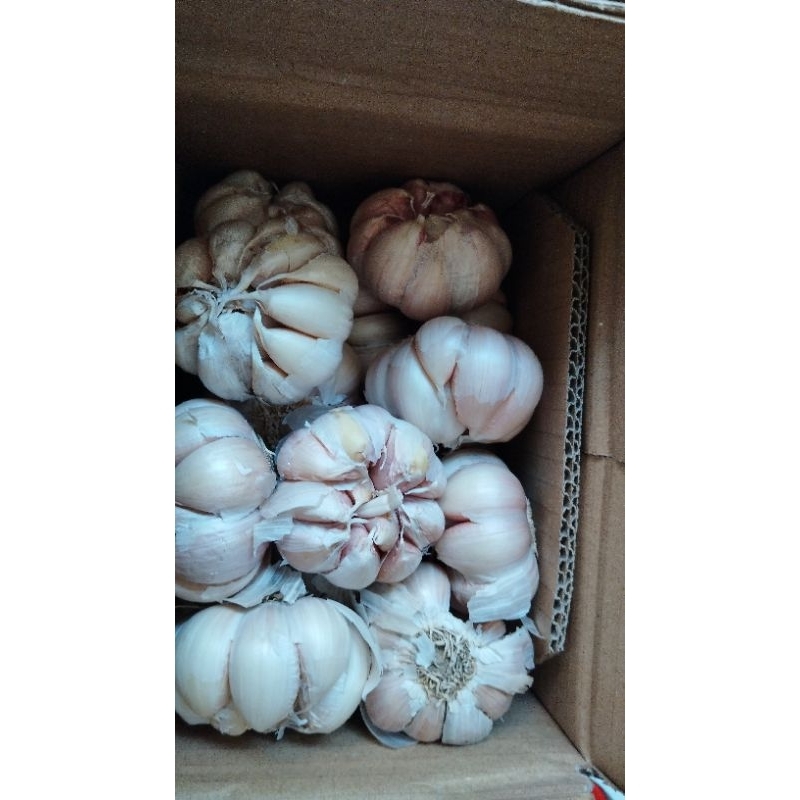 

bawang putih