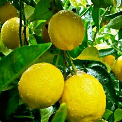 

Pohon Jeruk Lemon Cui 70cm Rimbun Sudah Berbuah