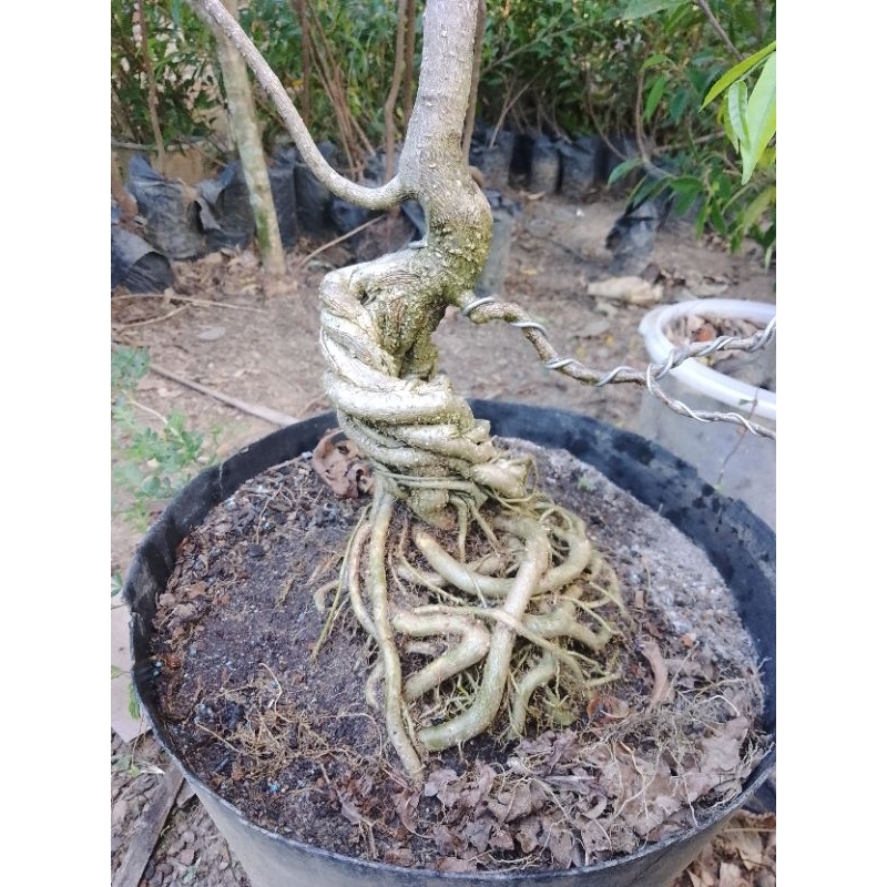 Bahan bonsai anting putri