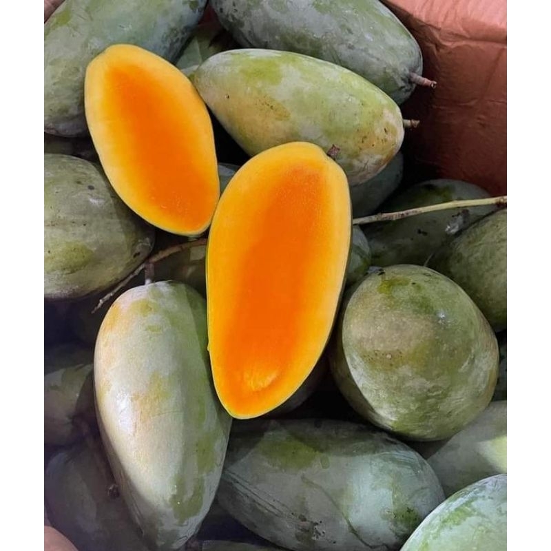 bibit mangga kiojay berbunga BTNG bsar