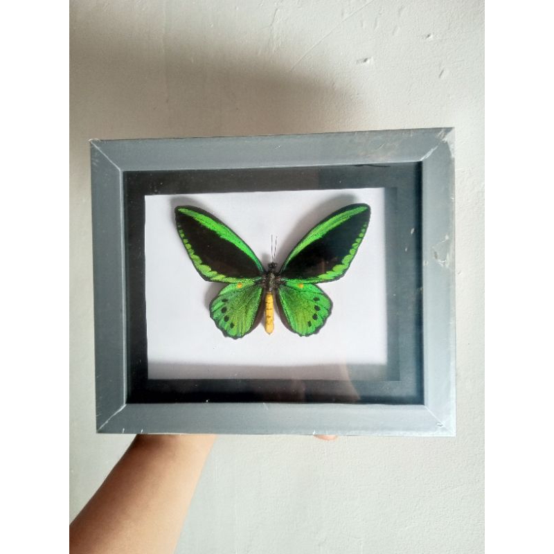 AWETAN KUPU KUPU ORNITHOPTERA DALAM FRAME