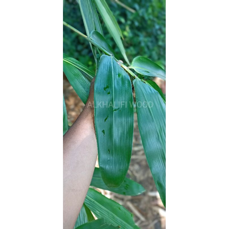 

Daun Bambu/ Pembungkus Bakchang/ Bacang