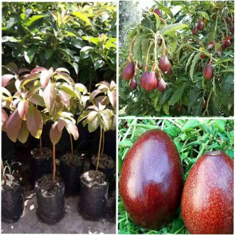 bibit buah alpukat red vietnam