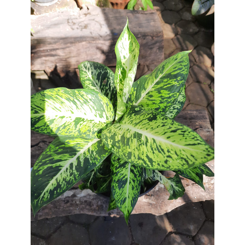 blanceng diven brazil/ srirejeki aglonema sparkle/ diven candi tanaman hias murah