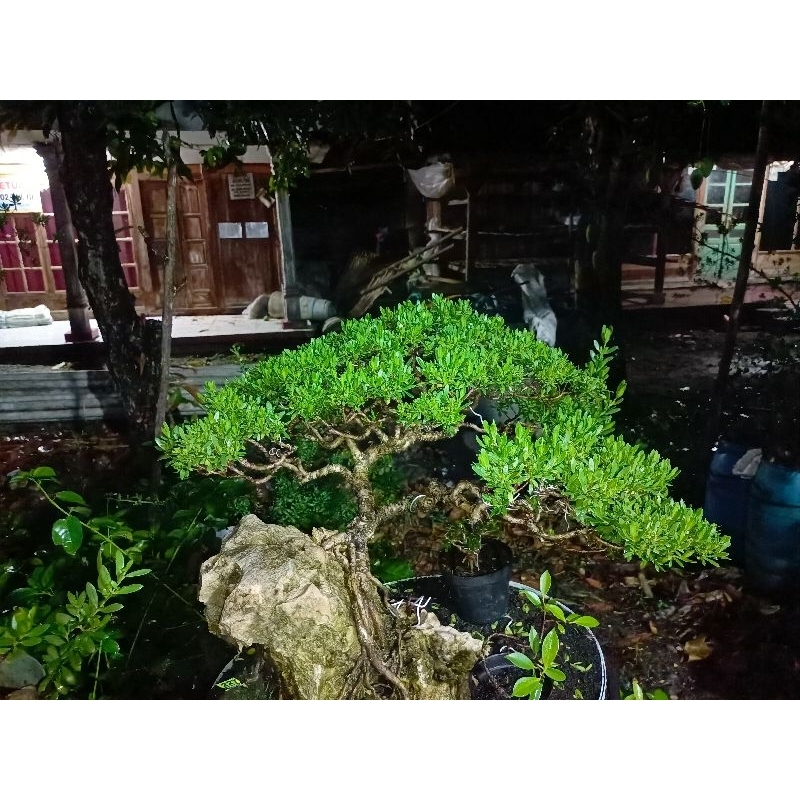 BIBIT SANTIGI MAWAR DARI BIJI