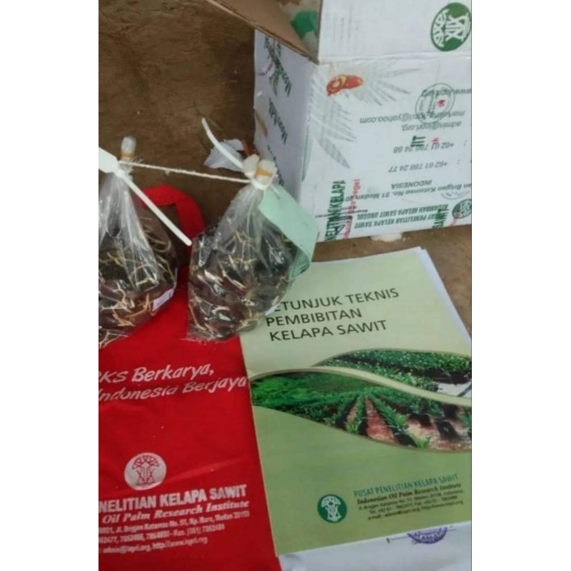 bibit sawit varietas ppks-medan