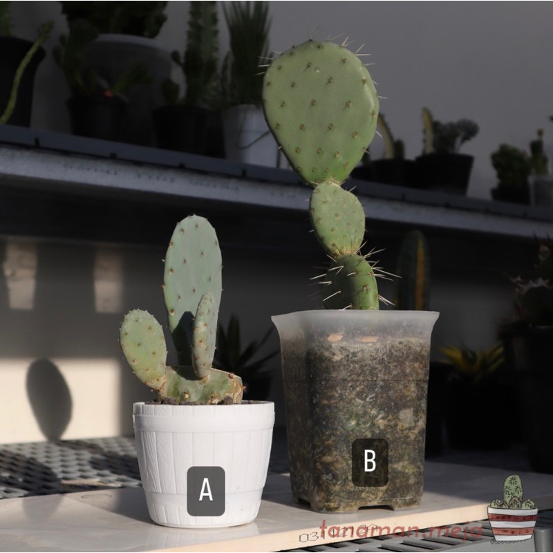 Opuntia Blue Cluster