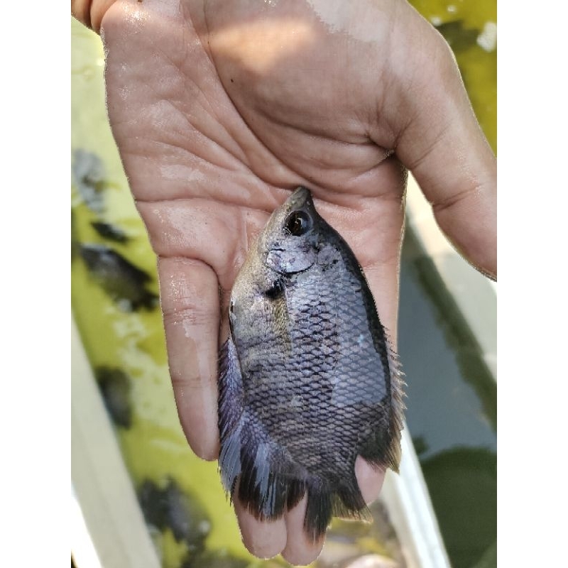 BIBIT GURAME DJINGGO | GURAME UKURAN DJINGGO