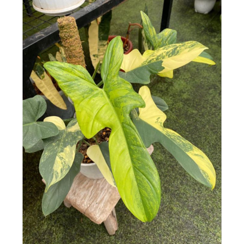 philodendron violin variegata