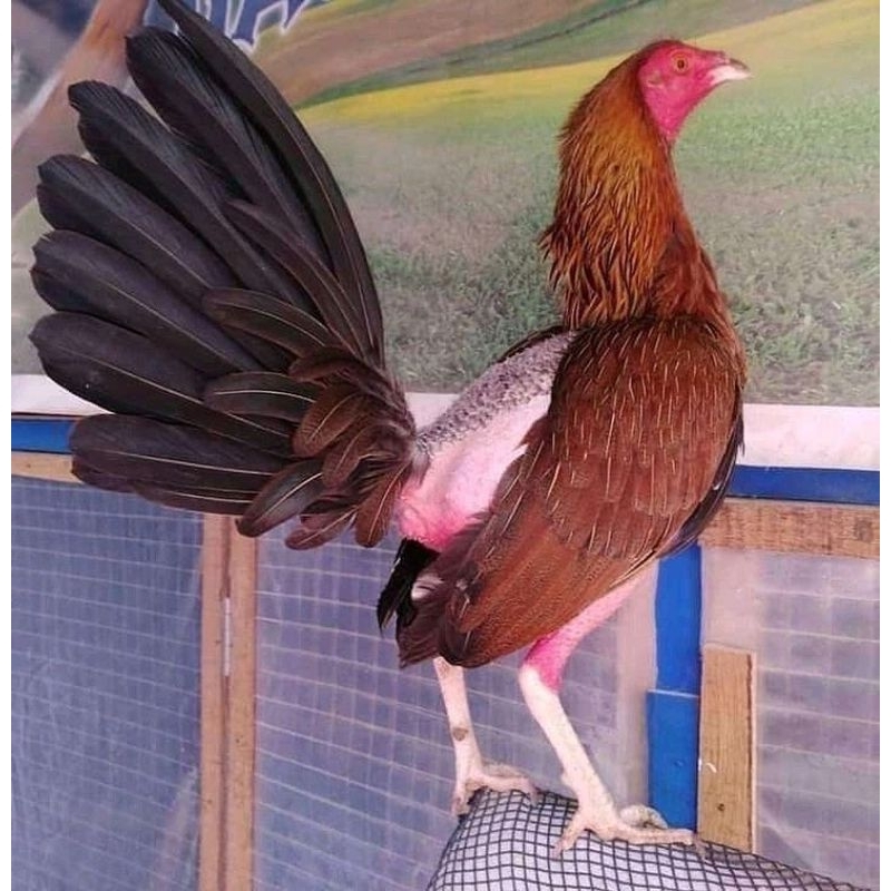 

jual telur ayam pisau ak 40 paket 4 butir