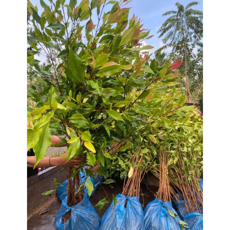 bibit cengkeh Zanzibar unggul 1 paket 50 batang tinggi 1 meter