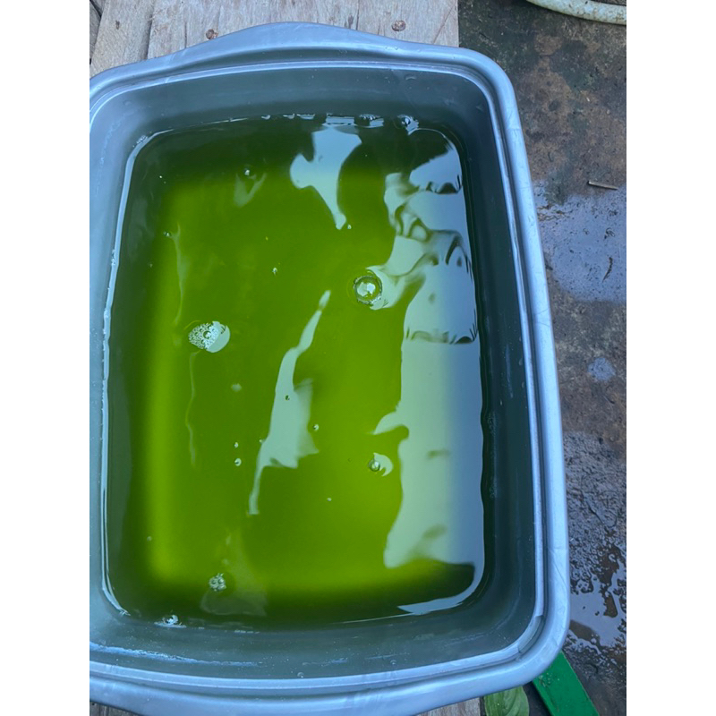 STARTER CHLORELLA / AIR HIJAU / GREEN WATER