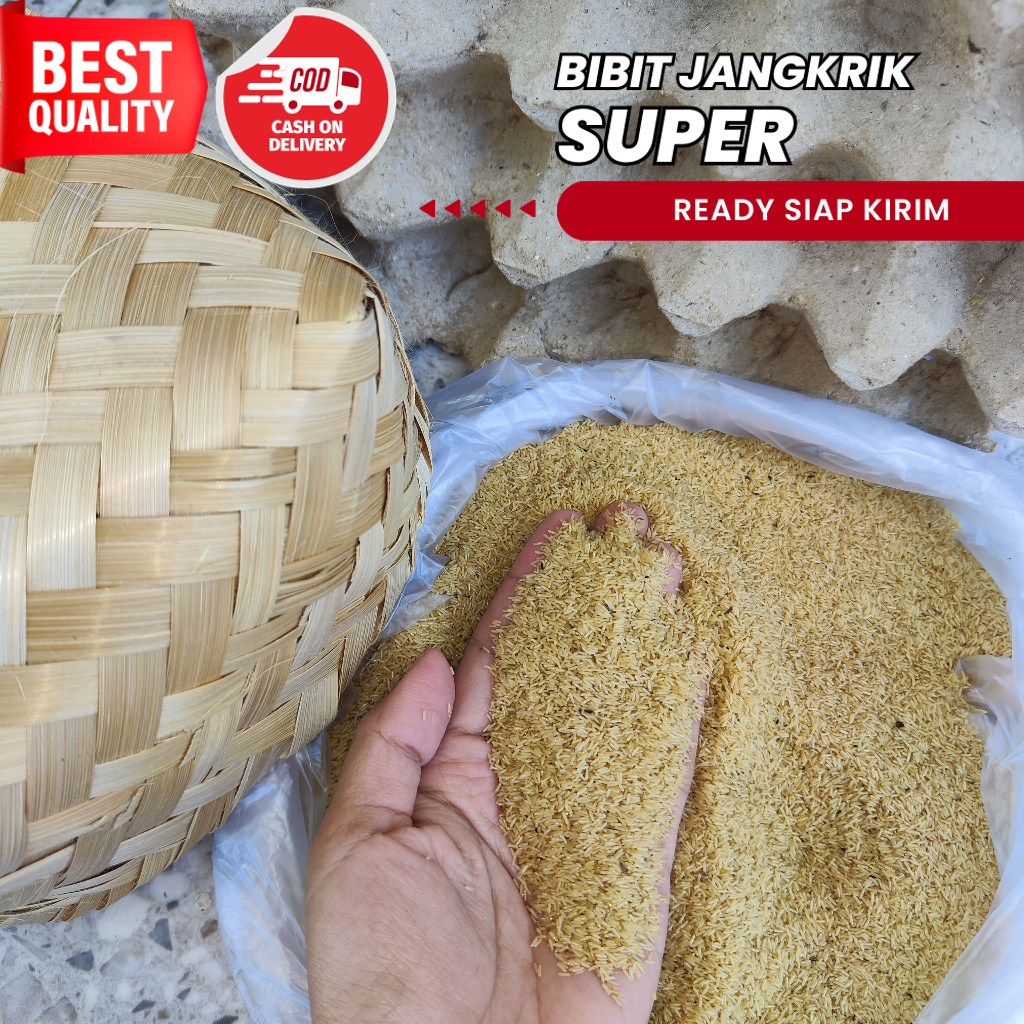 jual telur jangkrik jakarta 1 kg telur jangkrik alam super telur jangkrik madu alam harga telur jang