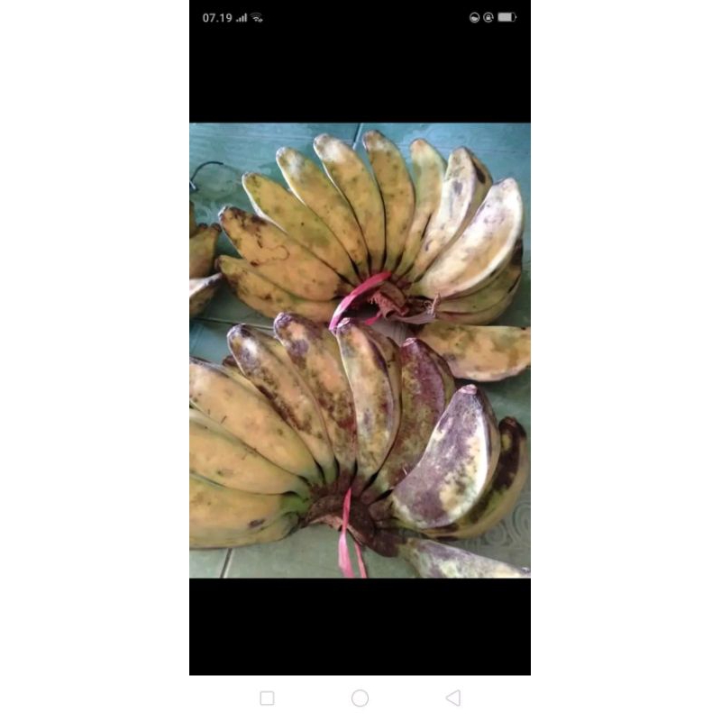 

Pisang kepok 2kg 1sisir