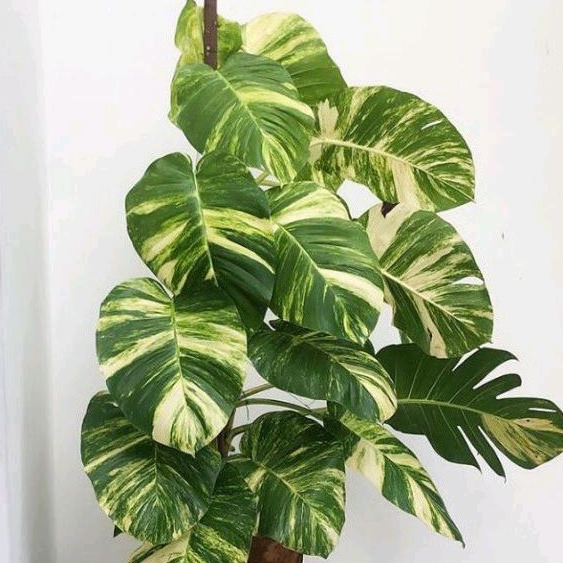 Epiprenum Aureum Jumbo / Golden Pothos / Sirih Belanda Jumbo
