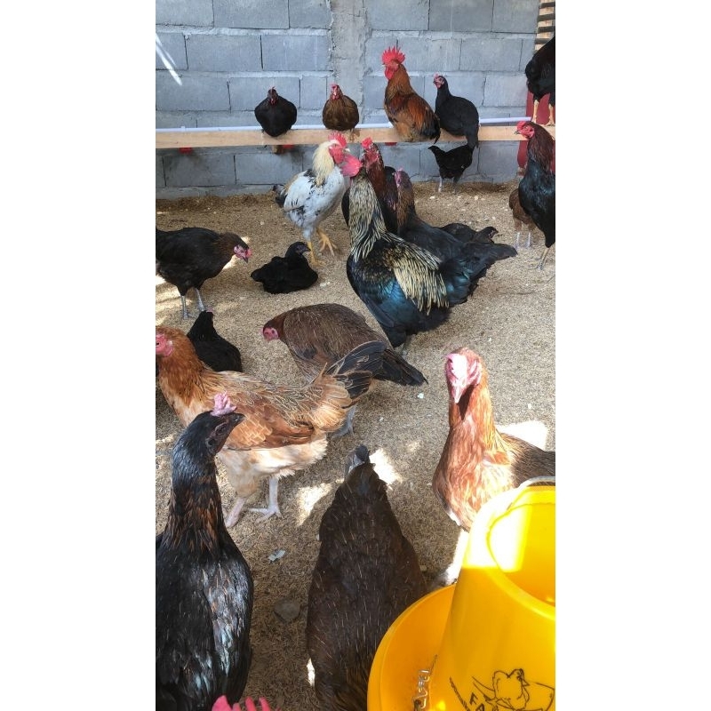 

Telur Fertil Ayam KUB 2 JANAKA