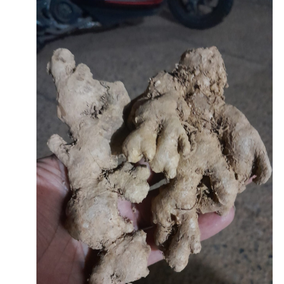 

Jahe Emprit Jawa 500gram Pilihan Segar Super Fresh Promo Termurah Herbal