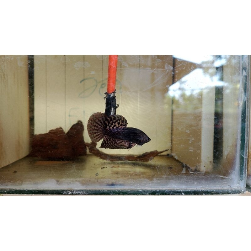 cupang Alien copper mewah