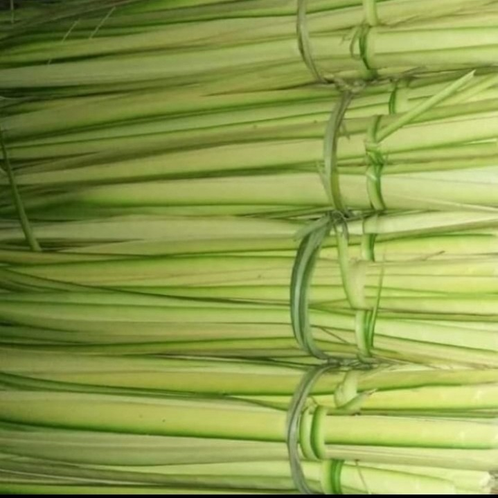 

DAUN KELAPA SEGAR FRESH DI AMBIL LANGSUNG 20 LEMBAR